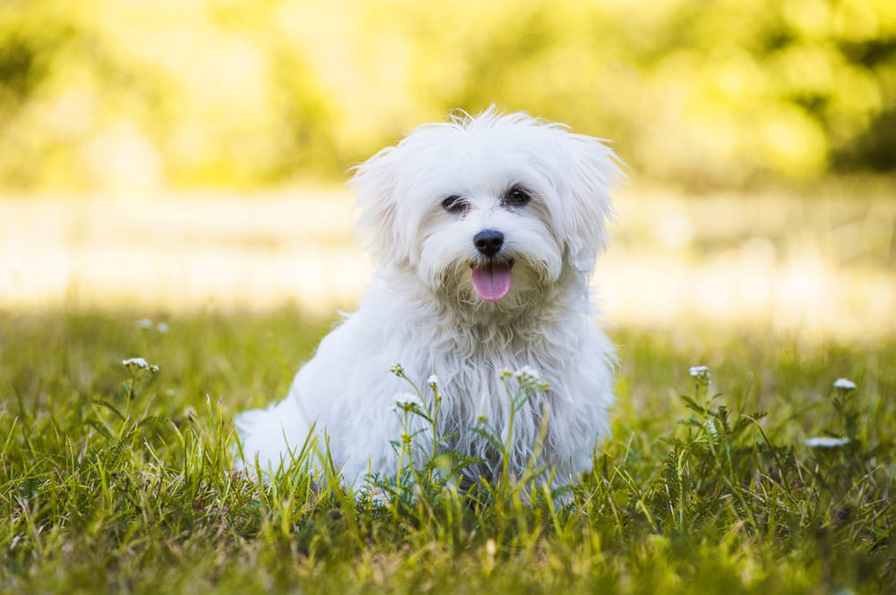 Malteser Hund