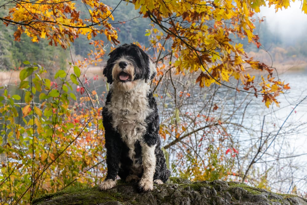 Portugiesischer Wasserhund