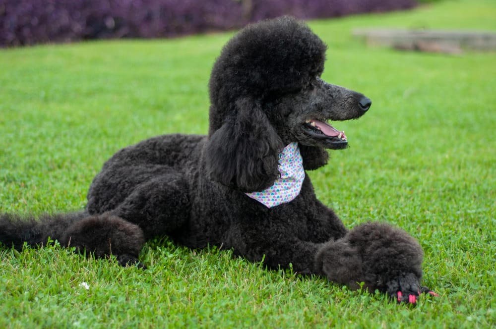 Pudel Hund