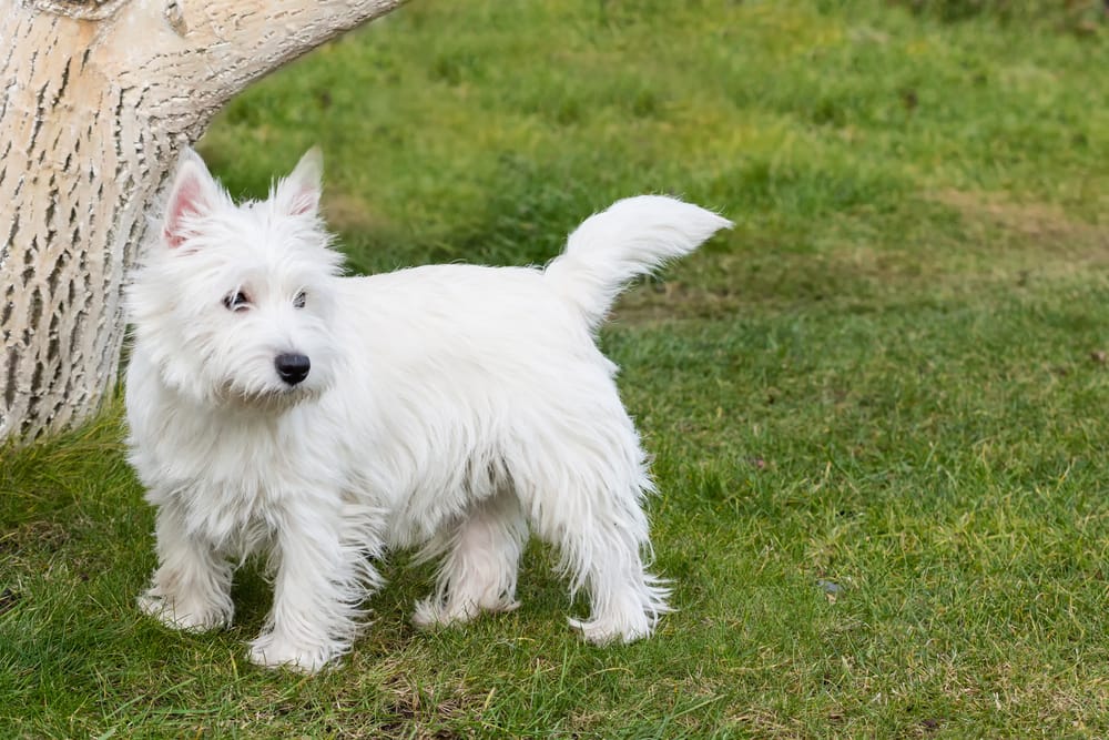 West Highland White Terrier