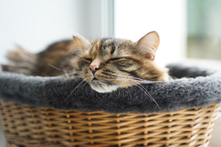 Wie lange schlafen Katzen