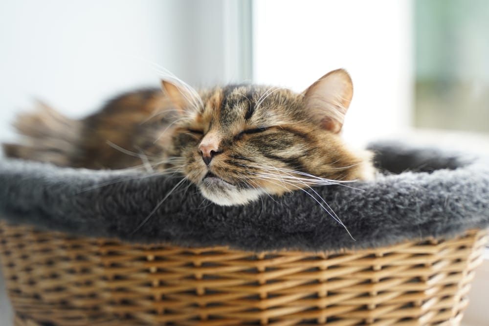 Wie lange schlafen Katzen