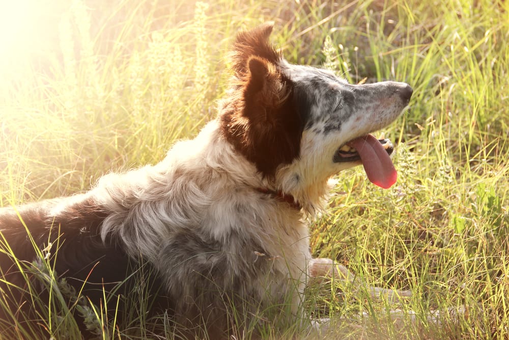 Hund Sommer