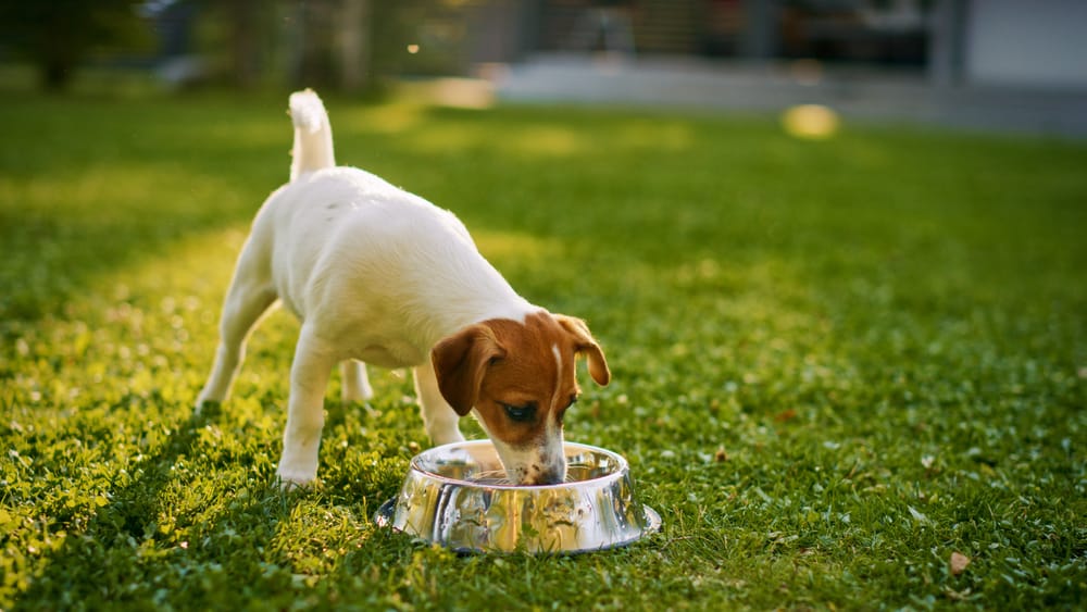 Hund im Sommer