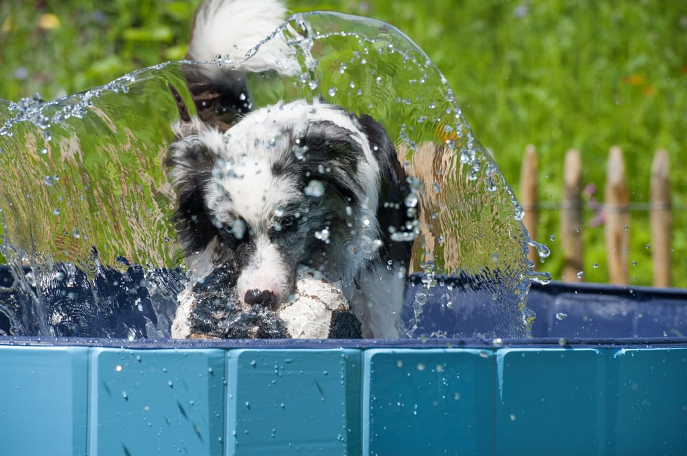 Tipps zum Hund Abkühlen