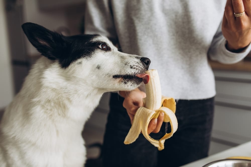 Dürfen Hunde Banane essen?