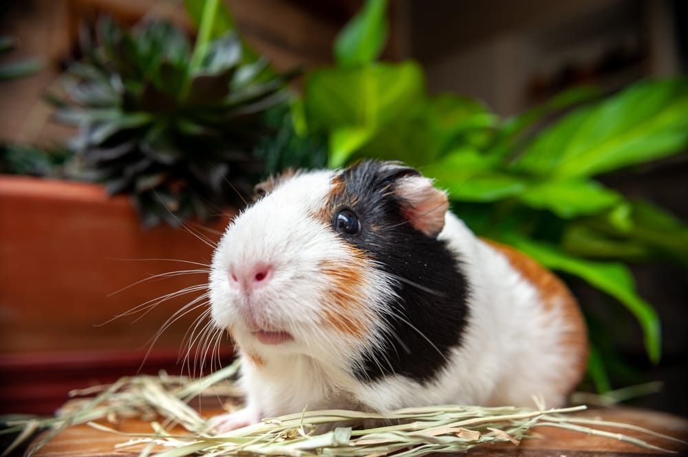 Für Meerschweinchen tödlich