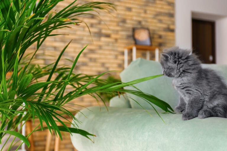 Eine Katze knabbert an einer Goldfruchtpalme