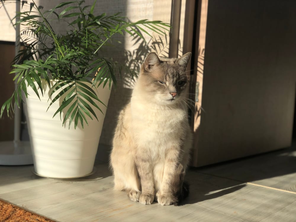 Katze neben einer Goldfruchtpalme