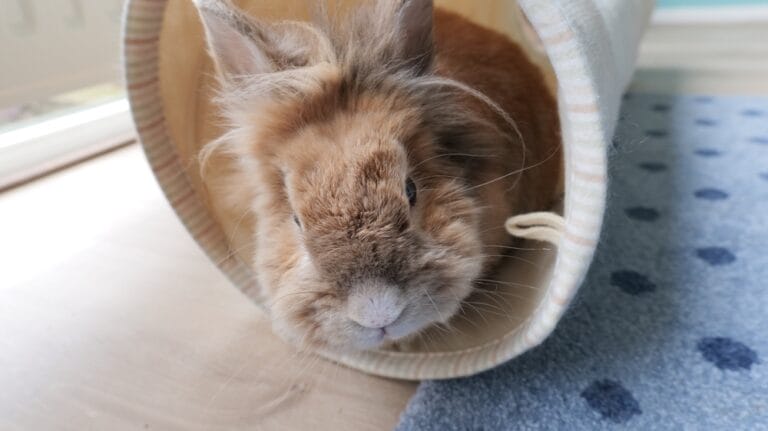 Kaninchen Beschäftigen