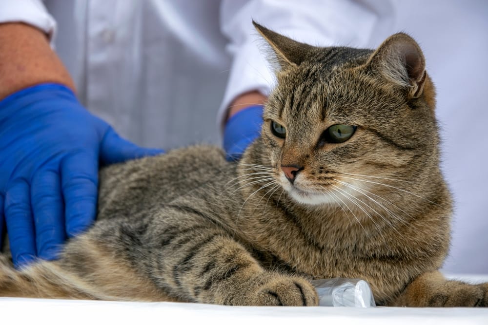 Katze Durchfall Verstopfung Tierarzt
