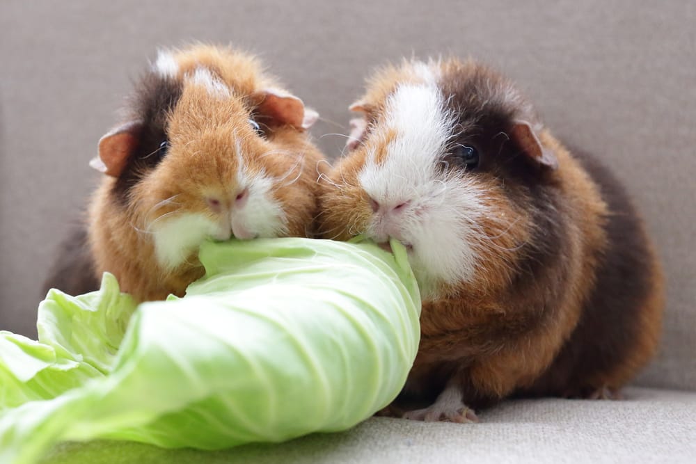 Meerschweinchen essen Kohl