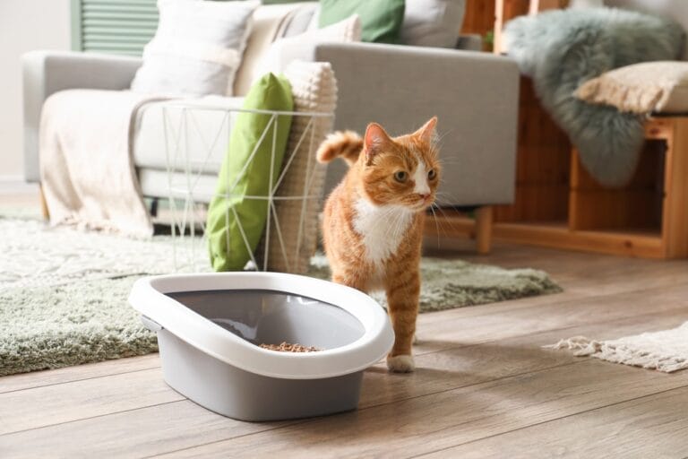 Wie oft gehen Katzen aufs Klo?