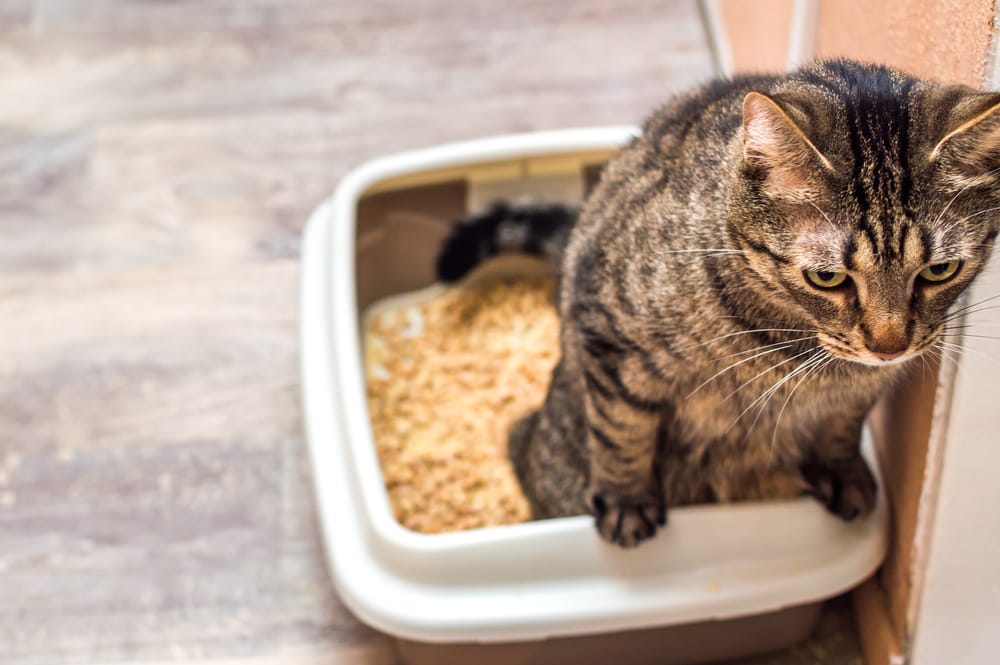 Wie oft pinkeln Katzen am Tag?