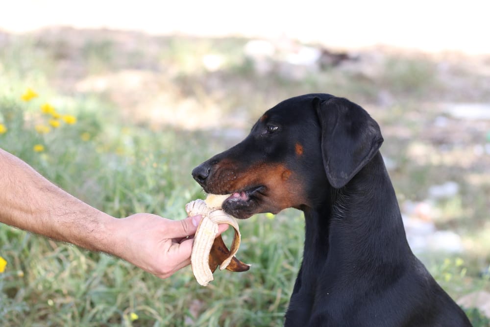 Wie viel Banane dürfen Hunde