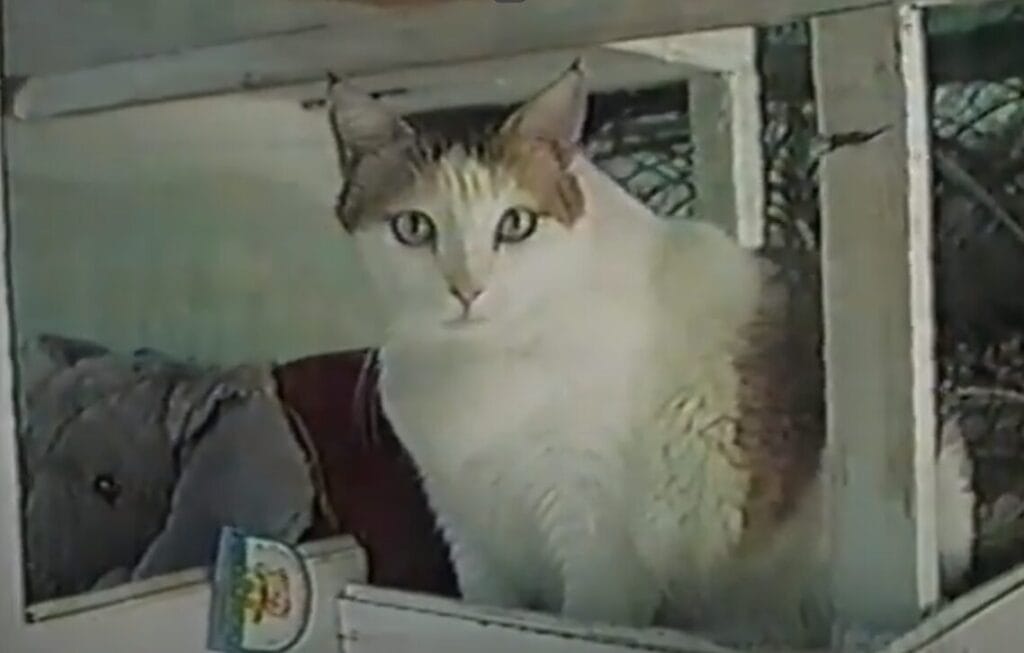 Älteste Katze der Welt
