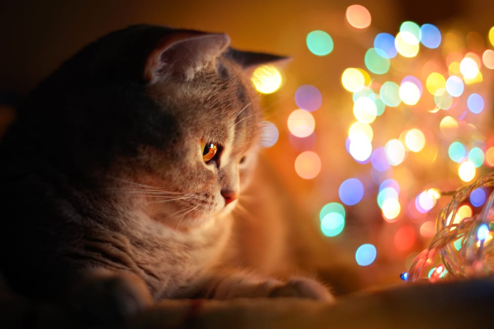 Zauberhafte Disney Katzennamen