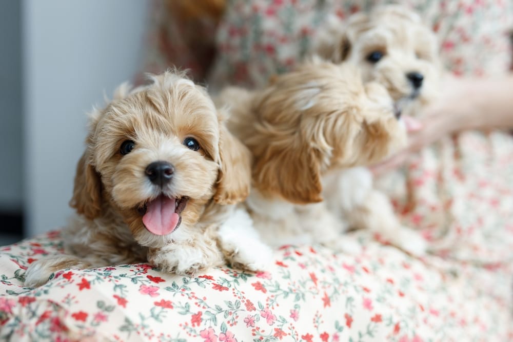 Maltipoo Welpen