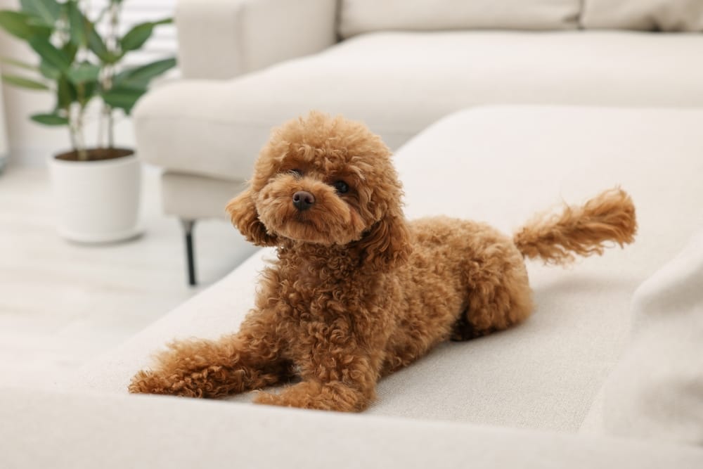Ein brauner Maltipoo auf einem Sofa