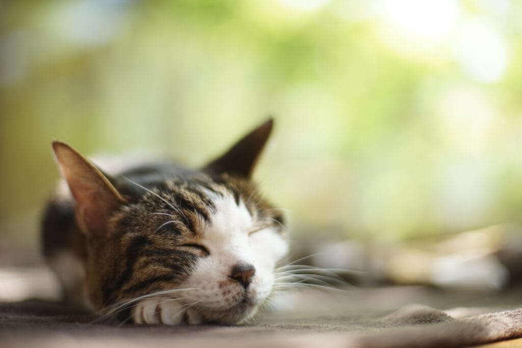 Wie alt werden Katzen