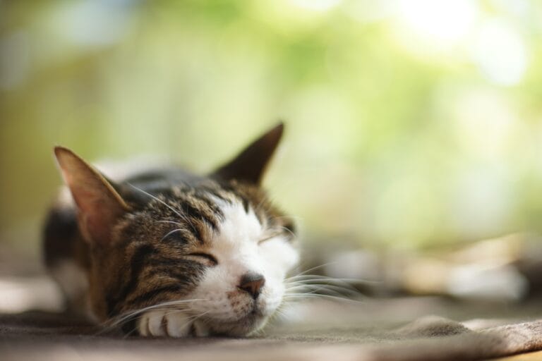 Wie alt werden Katzen