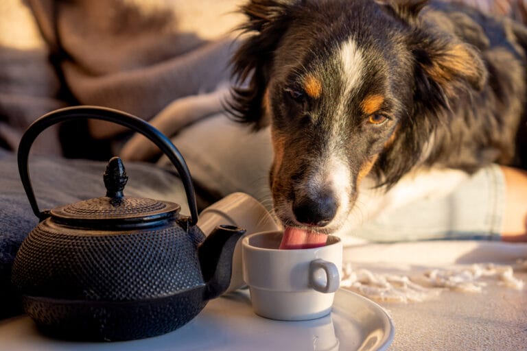 Kamillentee Hund