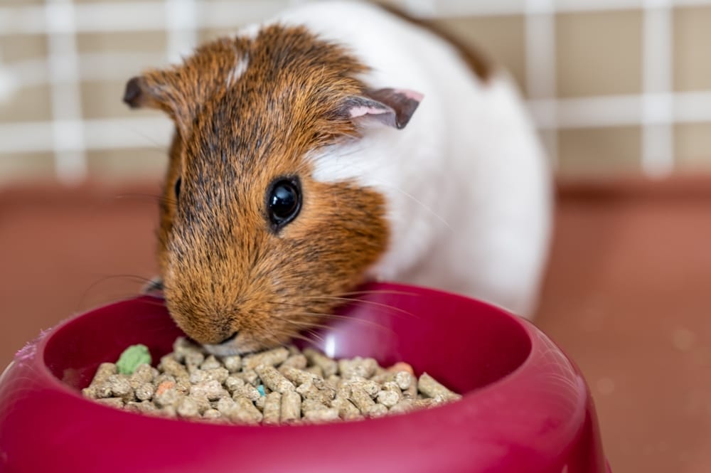 Ein Meerschweinchen frisst Fertigfutter