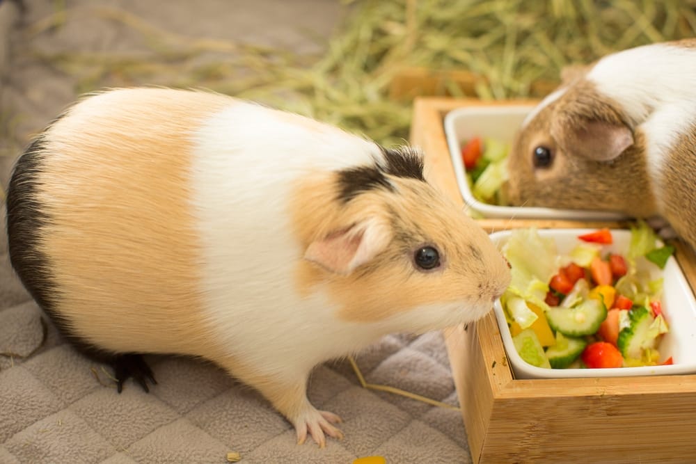 Zwei Meerschweinchen fressen Gemüse