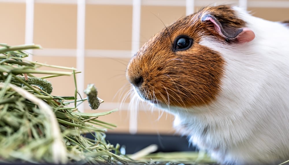 Ein Meerschweinchen mit frischem Heu