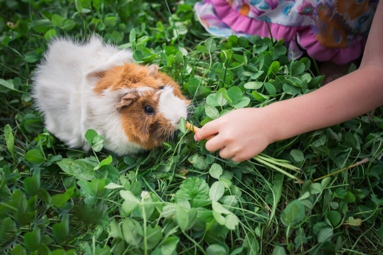 Was fressen Meerschweinchen