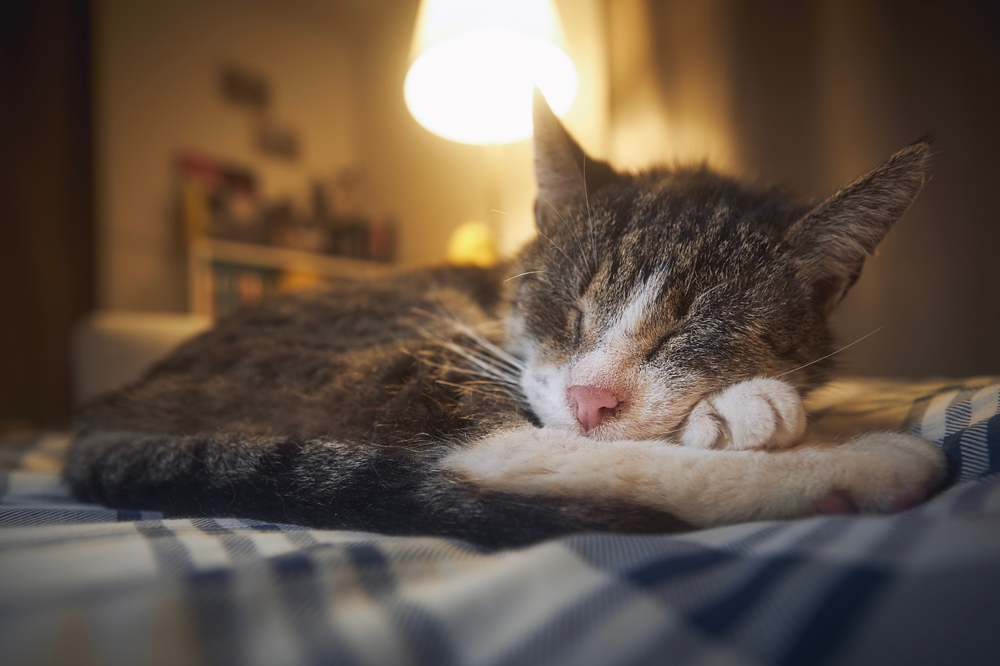 Ältere Katze schläft friedlich im warmen Licht auf dem Bett