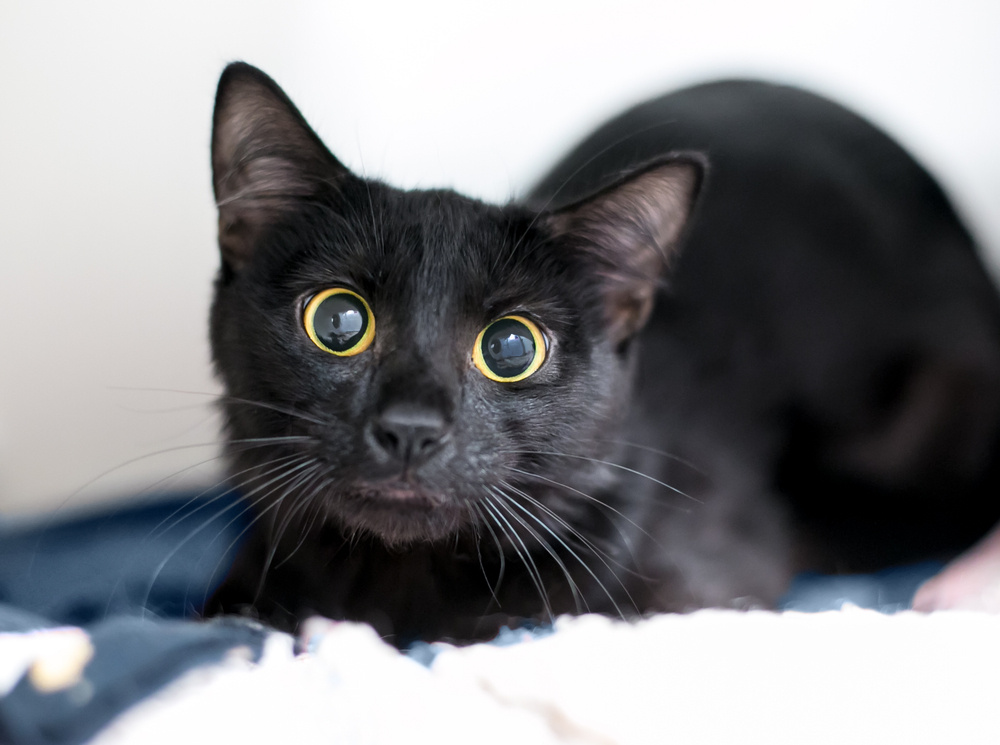 Schwarze Katze mit geweiteten Augen wirkt gestresst und miaut bei Unruhe